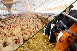پرداخت تسهیلات بدون سقف بانکی به تولیدکنندگان دام و طیور 