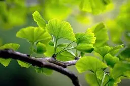 برگ درختی که از لخته شدن خون پیشگیری می‌کند
