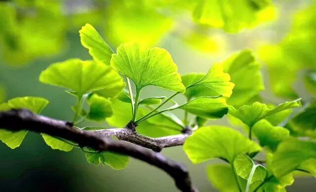 برگ درختی که از لخته شدن خون پیشگیری می‌کند
