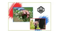 بیمهها زیر بار بیمه تکمیلی بازنشستگان نمیروند