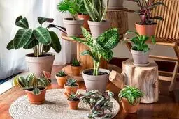  ۷ گیاه آپارتمانی خوش یمن برای سال ۱۴۰۴
