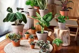  ۷ گیاه آپارتمانی خوش یمن برای سال ۱۴۰۴
