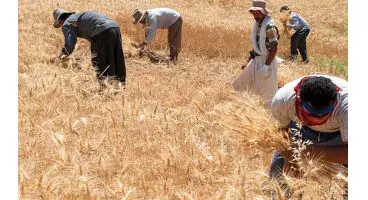 جزئیات پرداخت "یارانه کشت" به کشاورزان اعلام شد