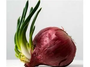آیا خوردن پیاز جوانه زده مضر است؟