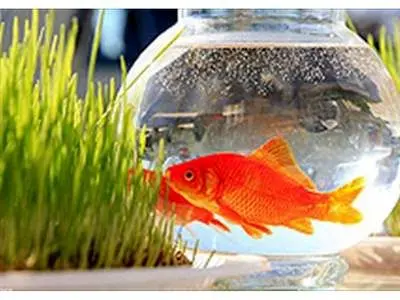 از خریدن این ماهی قرمزها برای عید خودداری کنید