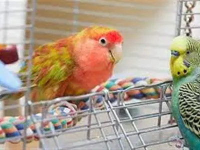 5 فوتی بر اثر تب طوطی