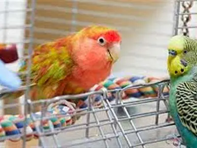 5 فوتی بر اثر تب طوطی