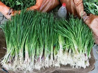 این گیاه معده شما را قوی می‌کند /  چگونه آن را مصرف کنیم؟