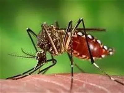 هشدار؛ مراقب نیش این پشه خطرناک باشید