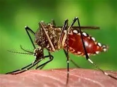 هشدار؛ مراقب نیش این پشه خطرناک باشید