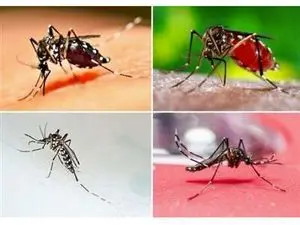مراقب باشید؛ این بیماری خطرناک در حال شیوع است