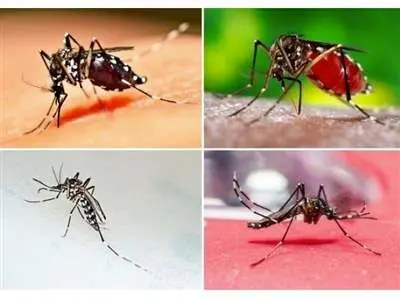 مراقب باشید؛ این بیماری خطرناک در حال شیوع است