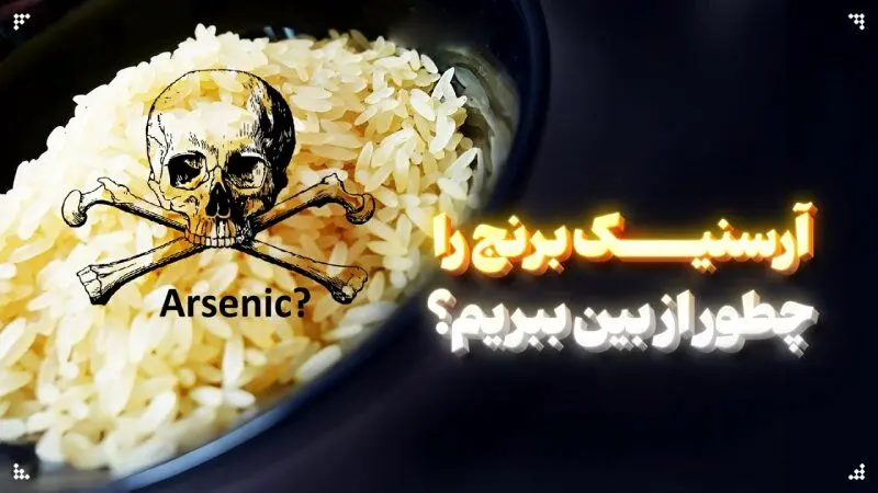 برنج آلوده نخورید/ 4 روش‌ ساده برای کاهش آرسنیک در برنج