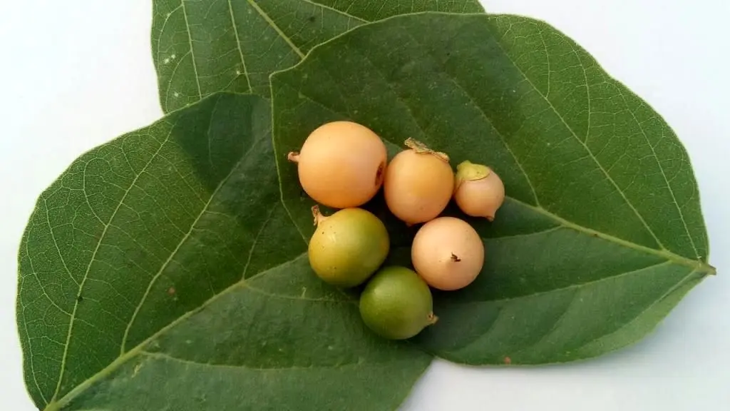 میوه ای که جایگزین طبیعی دیفن هیدرامین است