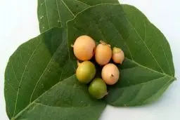 میوه ای که جایگزین طبیعی دیفن هیدرامین است