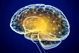 مغز از چه سنی پیر می‌شود؟ 