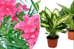 16 گیاه خانگی سمی و خطرناک