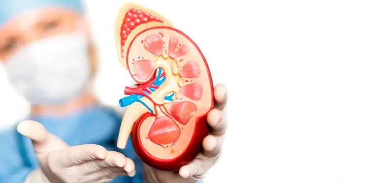 این غذاها کلیه‌‌ها را زنده نگه می‌دارند